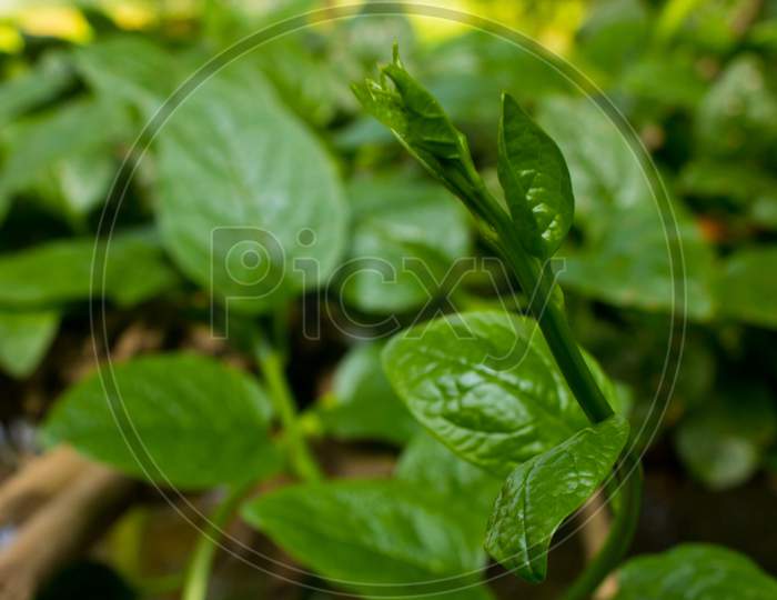 Pui Shak Or Malabar Spinach Growing Up. Basella Alba Is An Edible Perennial Vine In The Family Basellaceae.