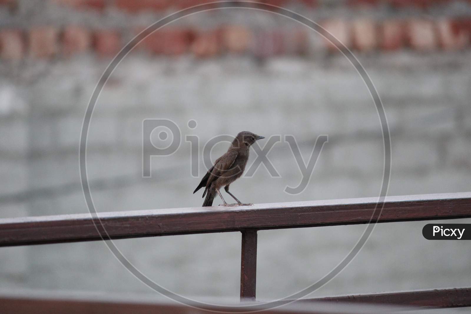 Sparrow Sitting on Terrace