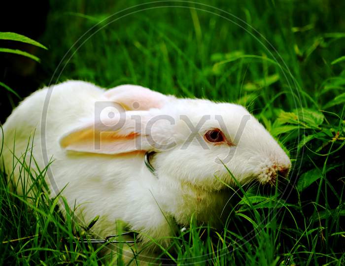 Rabbit Eating grass