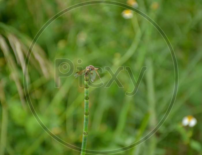 The Beautiful Dragonfly Hold On Grass Plant In The Forest.