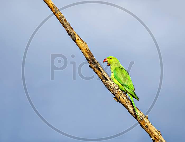 Indian Ring-Necked Parakeet(Psittacula Krameri)Parrot Sitting On Dry Tree Branch.