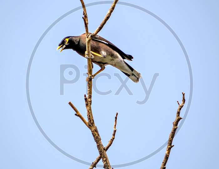 Common Myna Bird Sitting & Shouting On Dry Tree Branch With Blue Sky Background.