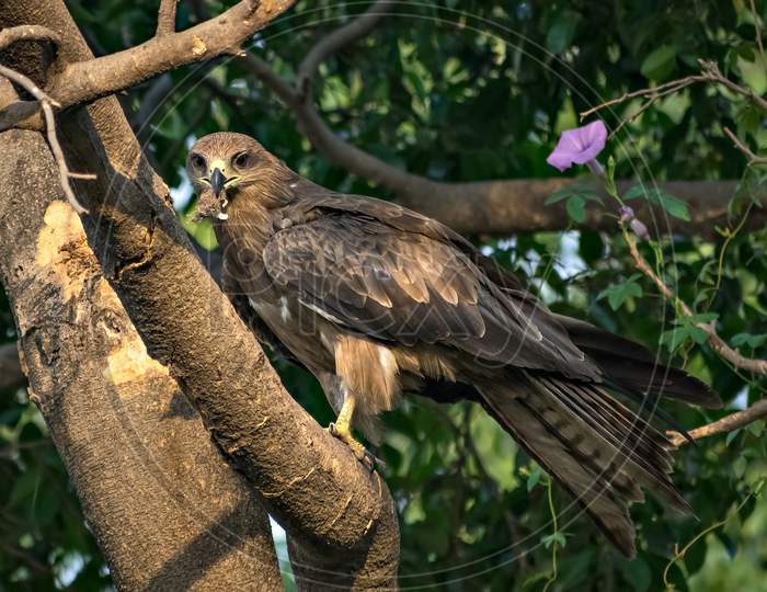 Black Kite Bird With Food Sitting In Leaves On Top Of Tree.