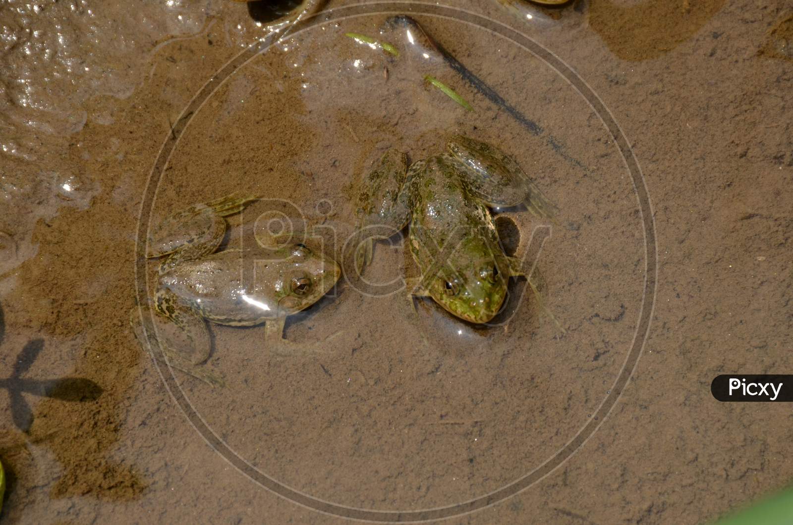 The Pair Of Small Brown Frog Melt With Clay In The Water.