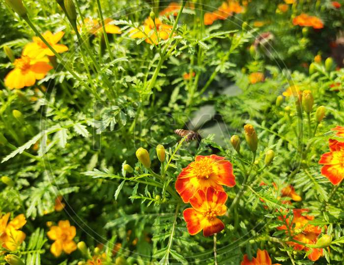 Beautiful  marigold flower.