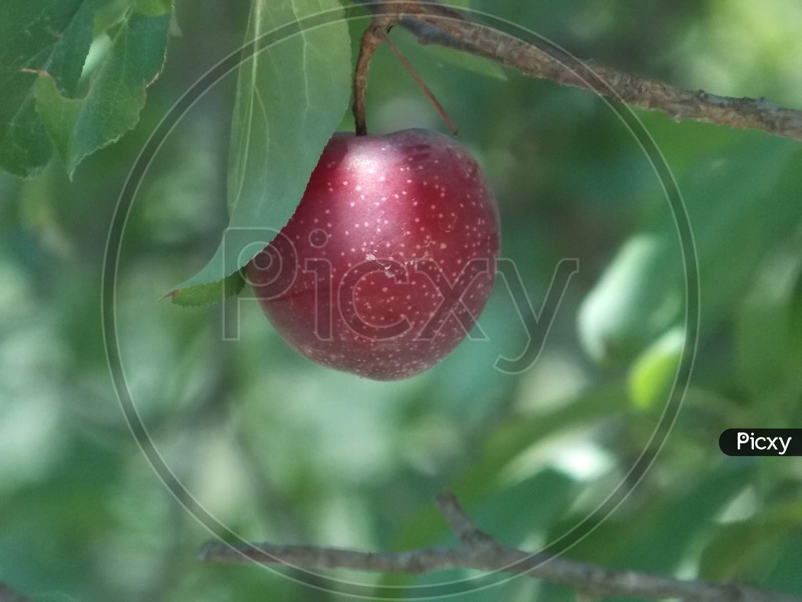 A Fresh And Juicy Plum