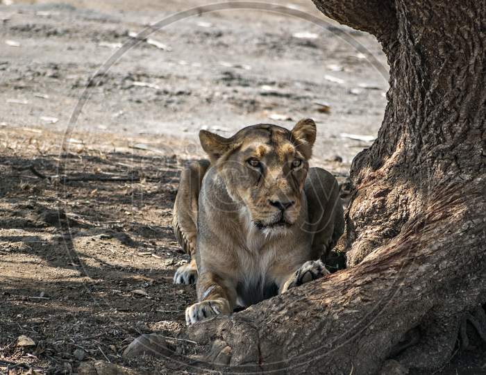 A Lioness Resting In The Shadow Of A Huge Tree In Gir With A Giant Trunk.
