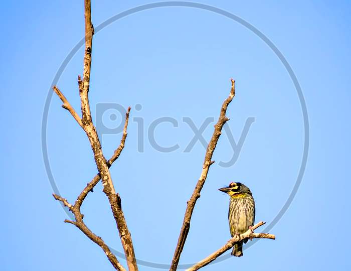 Isolated Image Of Copper Smith Barbet Bird, Sitting On A Dry Tre