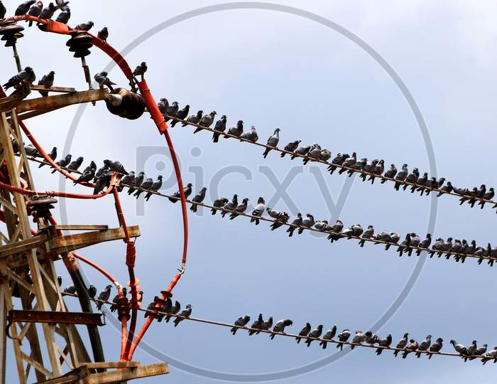 Pigeons gather on electric cables during the monsoon rain in Ajmer on August 26, 2020.