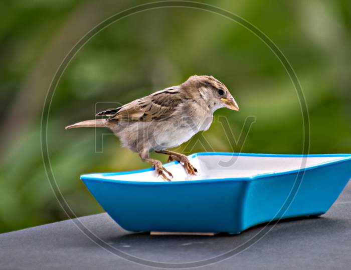 Isolated Image Of A Female Sparrow On Water Bow With Clear Green Background.