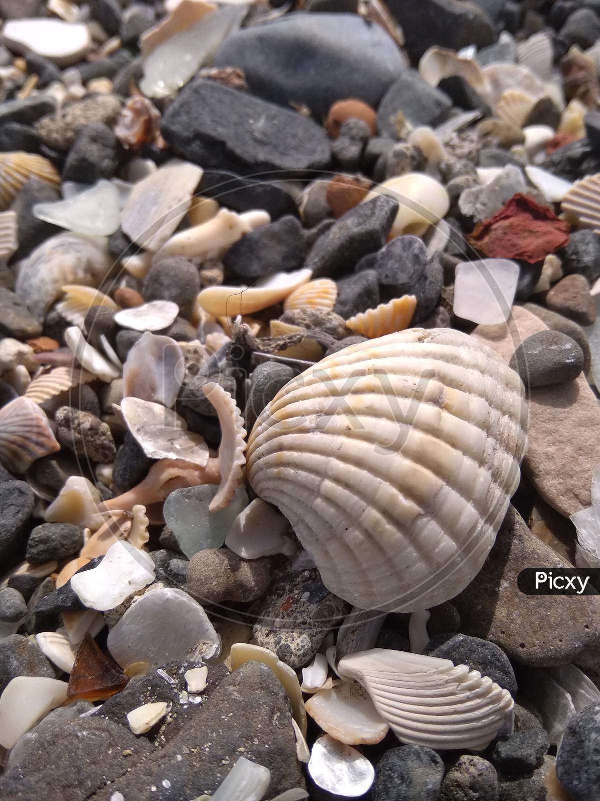 Sea shells near the sea shore