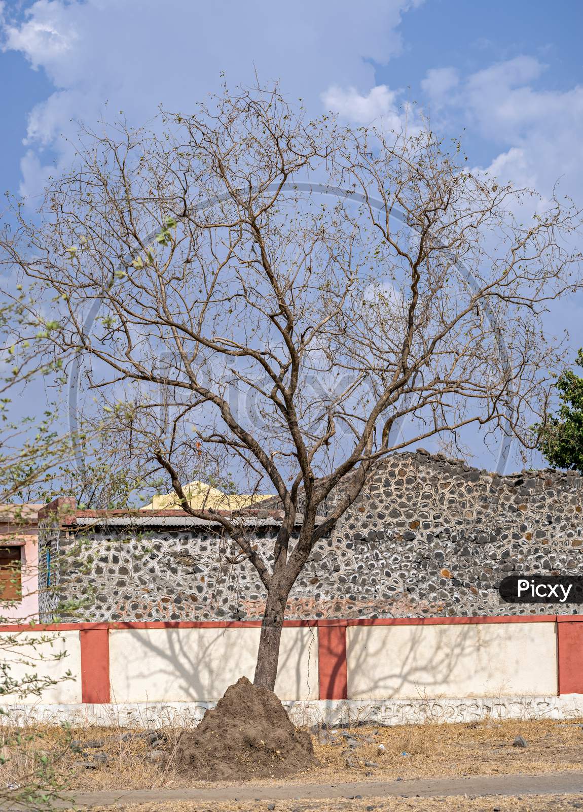 A Dry Tree & House Of Ants In Village In Pune, Maharashtra, India During Summer.
