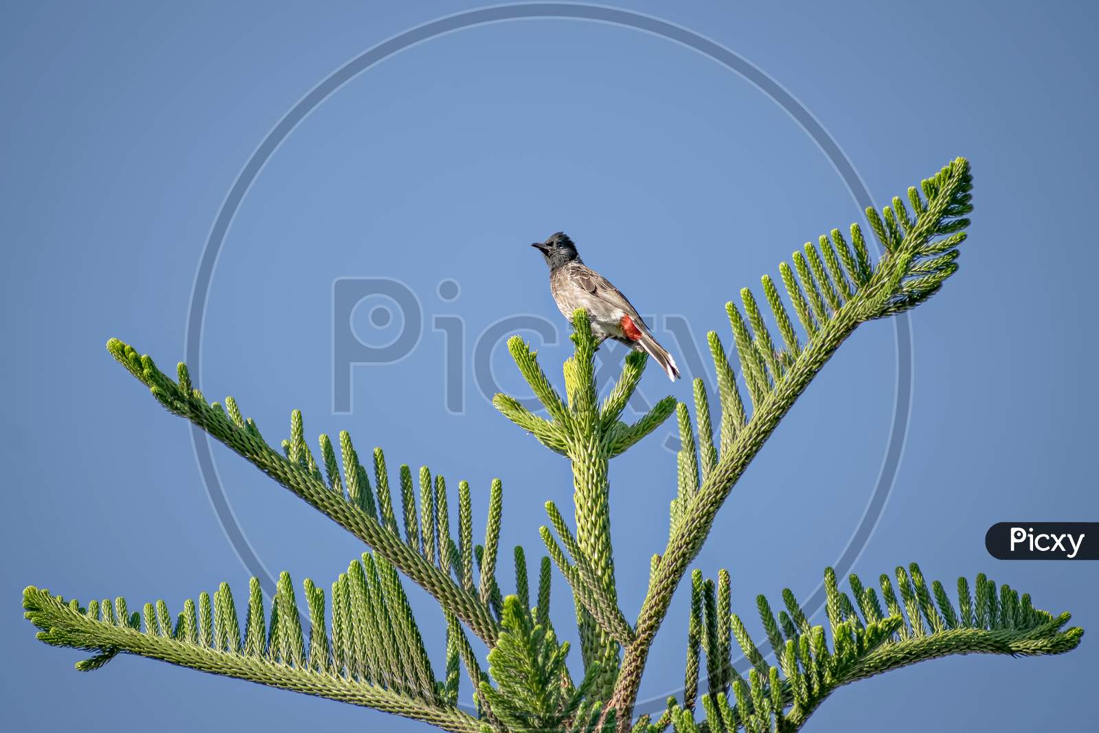 Red Vented Bulbul Sitting On Attractive Juniper Tree Branch Leaves With Clear Blue Sky Background.