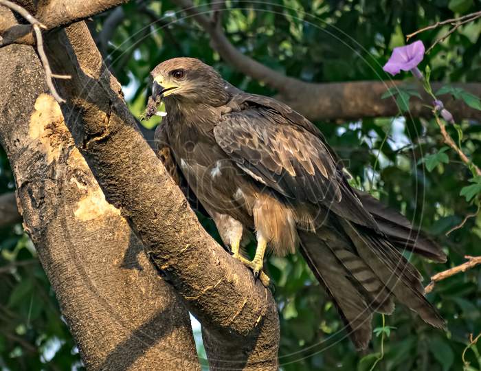Black Kite Bird With Food Sitting In Leaves On Top Of Tree.