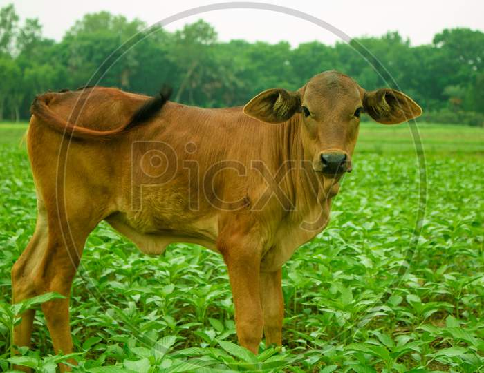 A Skinny Baby Cow Standing In Field Alone.