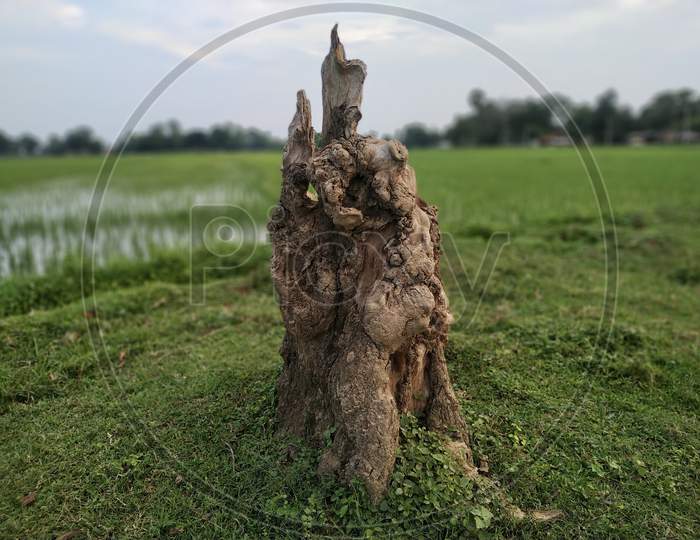 Alone Tree Cut Grass Field Stock Photos. This Is Taken In India By Vishal Singh