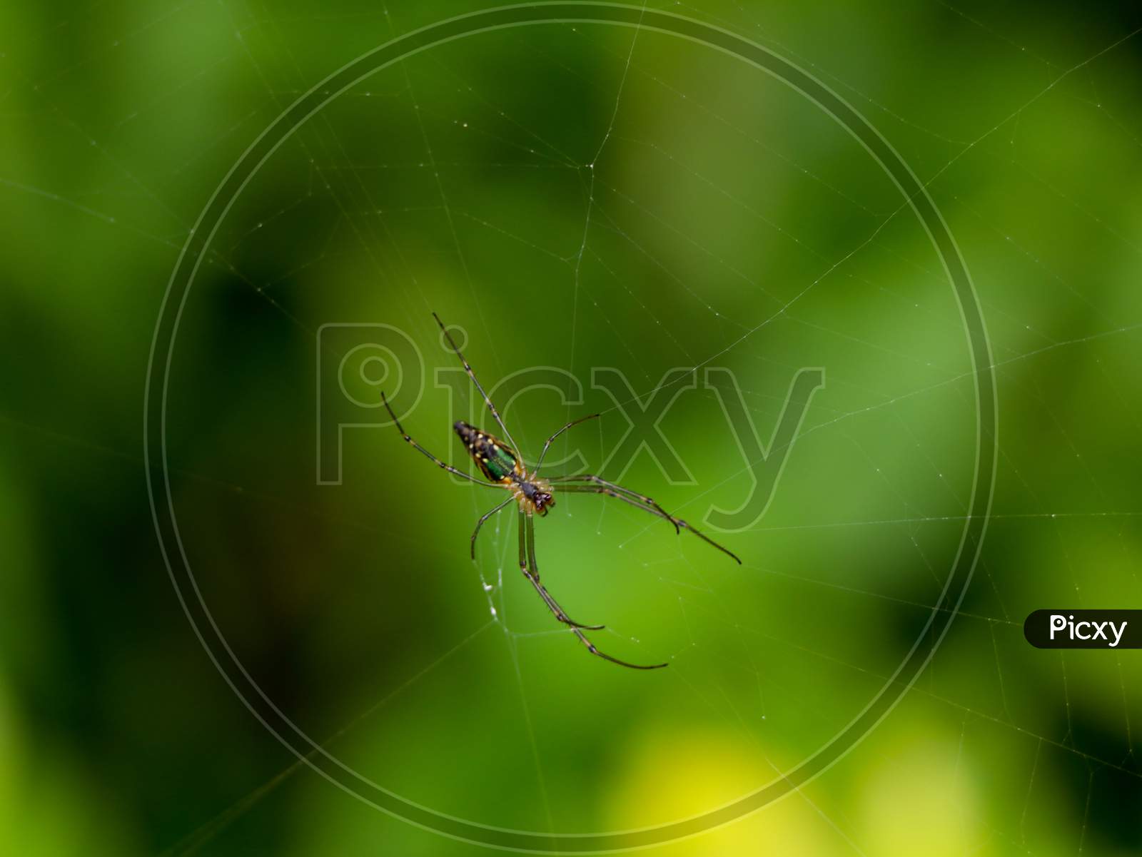 Multi Colored Spider On Spider Web