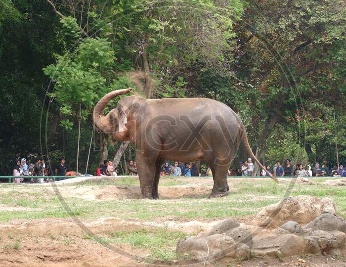 An Elephant In The Zoo
