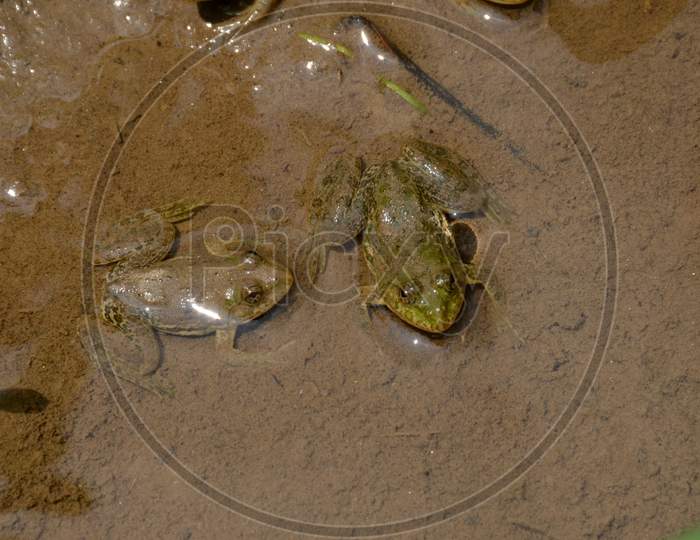 The Pair Of Small Brown Frog Melt With Clay In The Water.