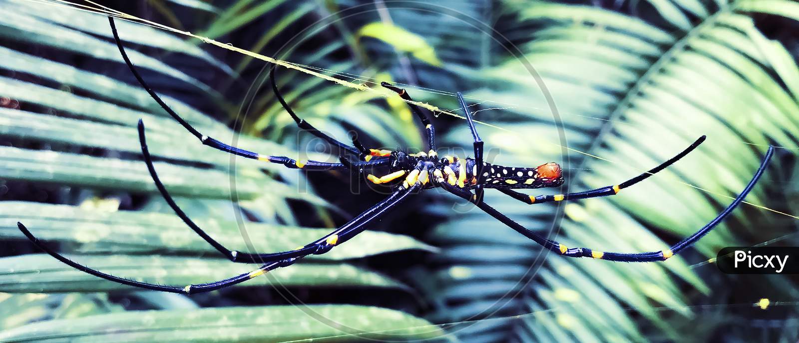 Large Tropical Spider -Nephila. Spider And Spider Web . A Black And Yellow Colour Spider Close Up Shot, Black Spider, Macro Picture,Natural Background, Colorful Big Spiders In Nature, Copy Space .
