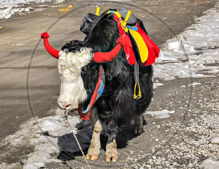 Decorated Yak for tourist photography near frozen Tsongmo lake in Sikkim, India.