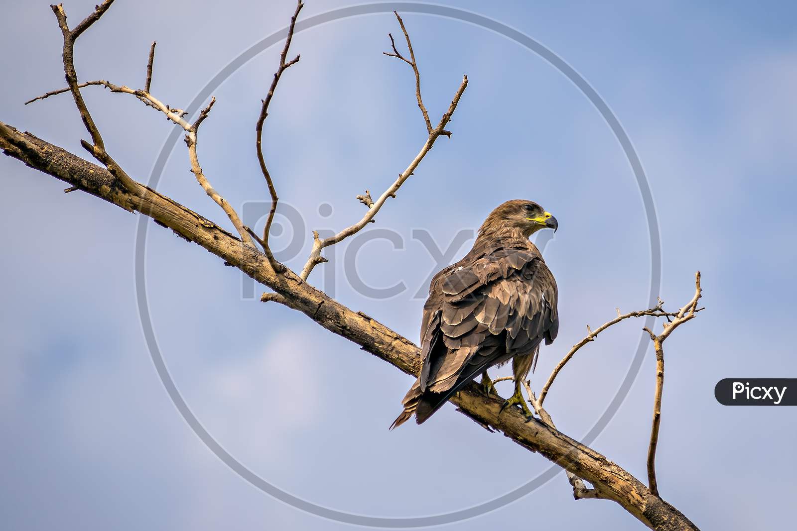 Close Up Image Of Black Kite(Milvus Migrans) Bird Sitting On Top Of Tree.