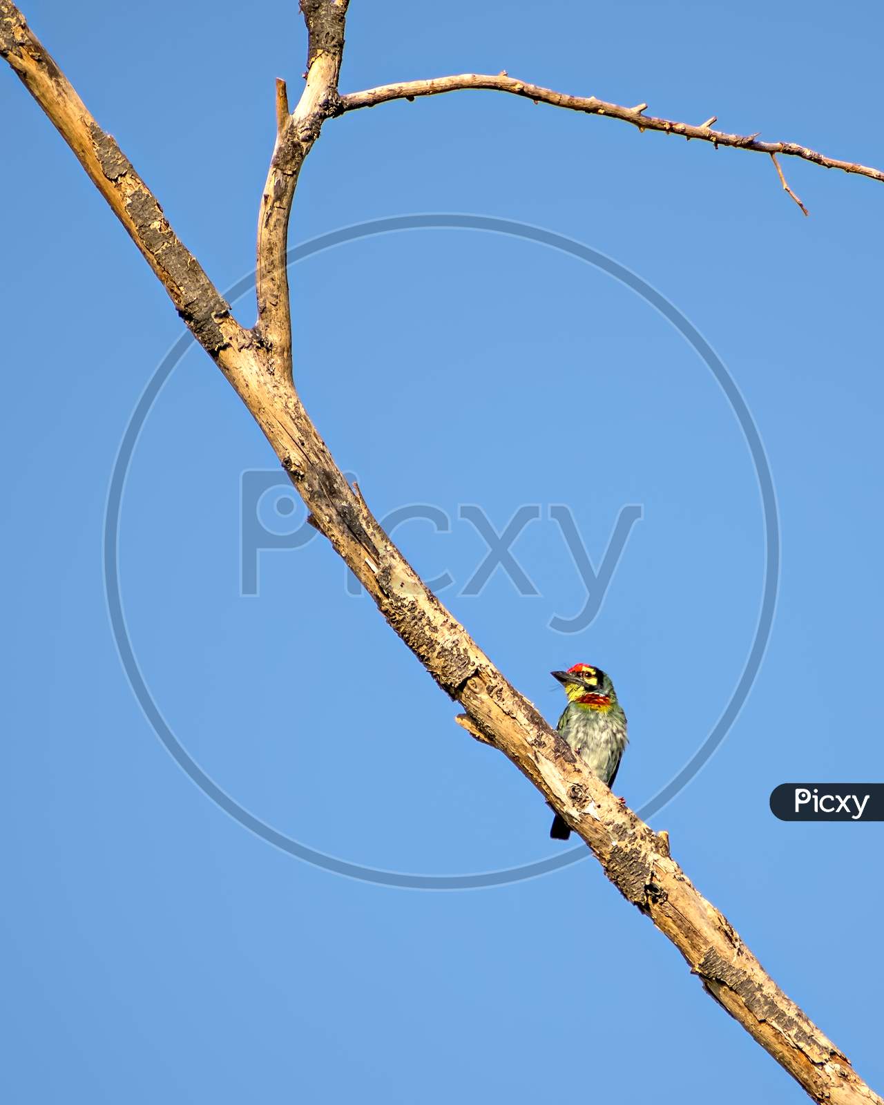 Isolated Image Of Copper Smith Barbet Bird, Sitting On A Dry Tree Branch.