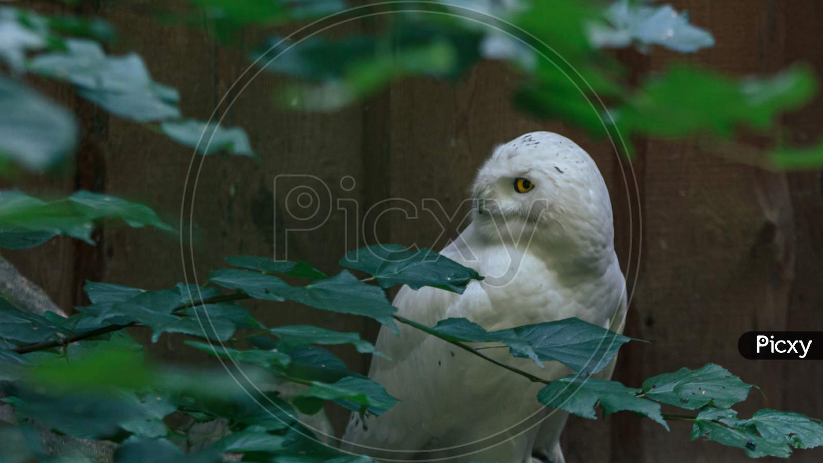 White Owl Fluffy Bird Turning Head