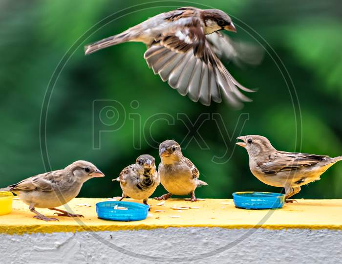 Group Of Sparrows Eating Their Food On A Wall With One Flying.