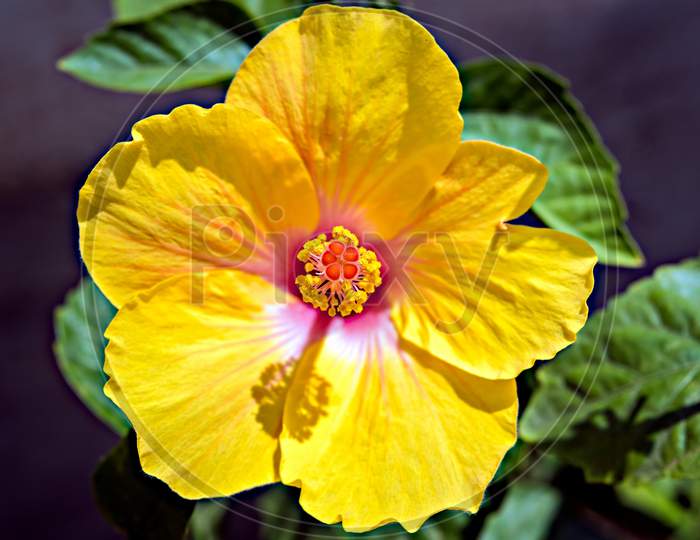Isolated, Close-Up Image Of Pollen Grains On Stigma Of A Yellow Hibiscus Flower.