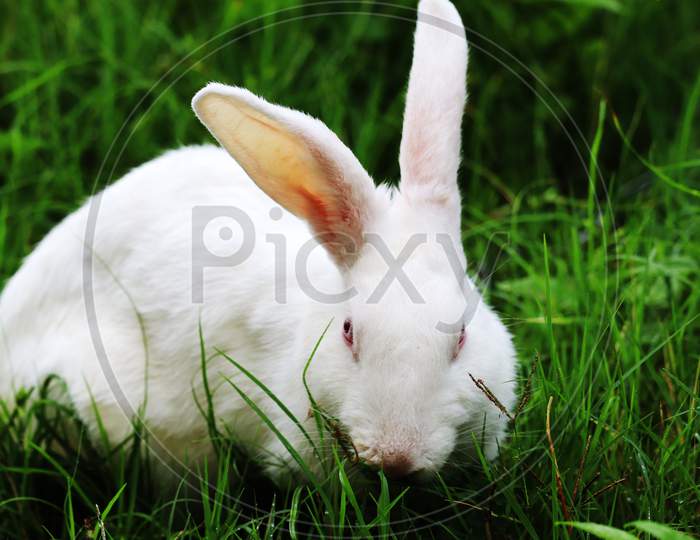 Rabbit Eating grass