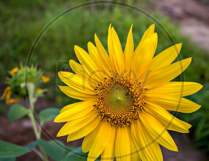 Close Up, Isolated Photograph Of A Sunflower Shinning In The Evening Sunlight. The Scientific Name Is Helianthus.