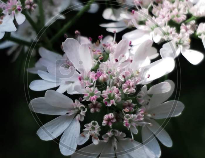 Flowers white and pink