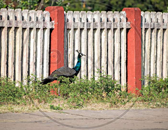 Beautiful Indian Peacock Bird Roaming Freely On The Railway Station Platform.