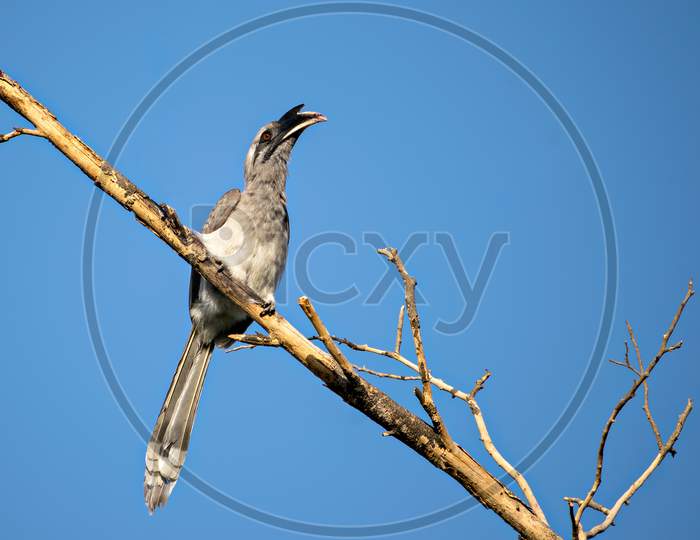 Close Up Image Of Indian Grey Hornbill Sitting On A Dry Tree Branch .