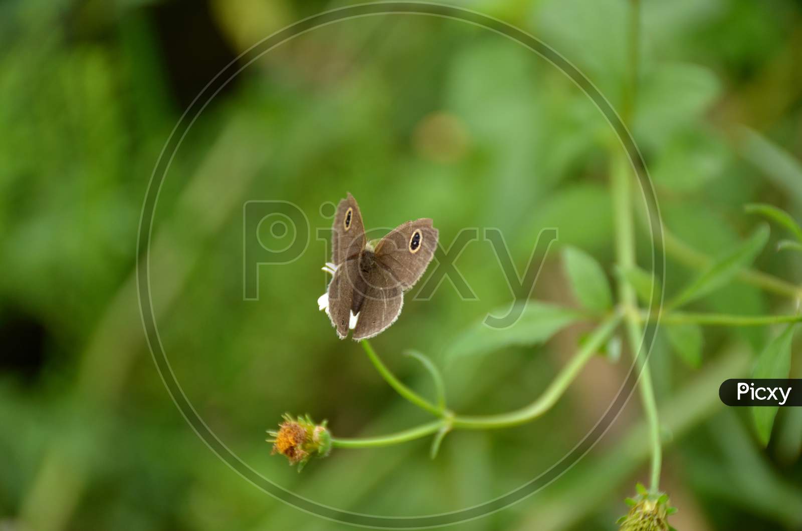 The Small Beautiful Brown Butterfly Hold On White Flower With Plant.