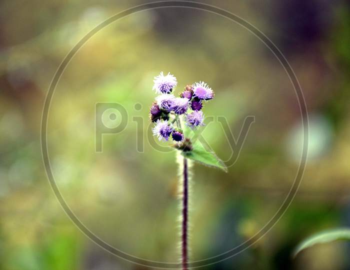Beautiful Picture Of Blue Flower In Blur Background