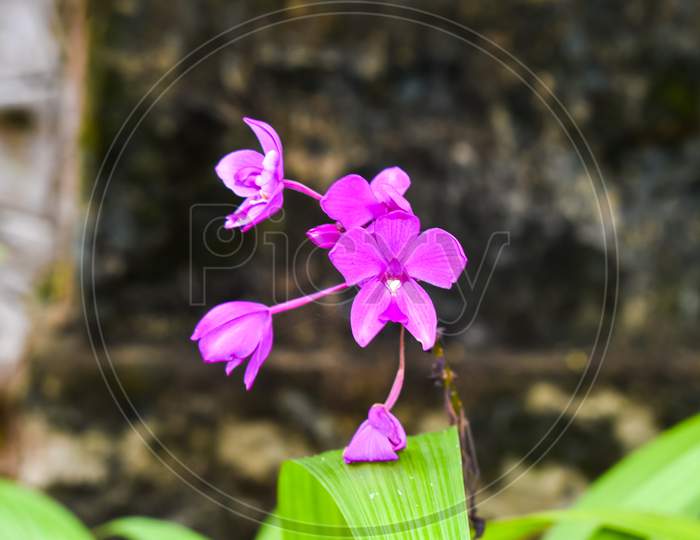Purple Orchid Flowers In Garden.