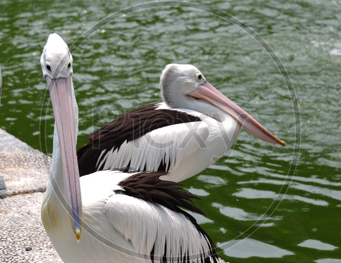 Pelicans Are Swimming In The Lake