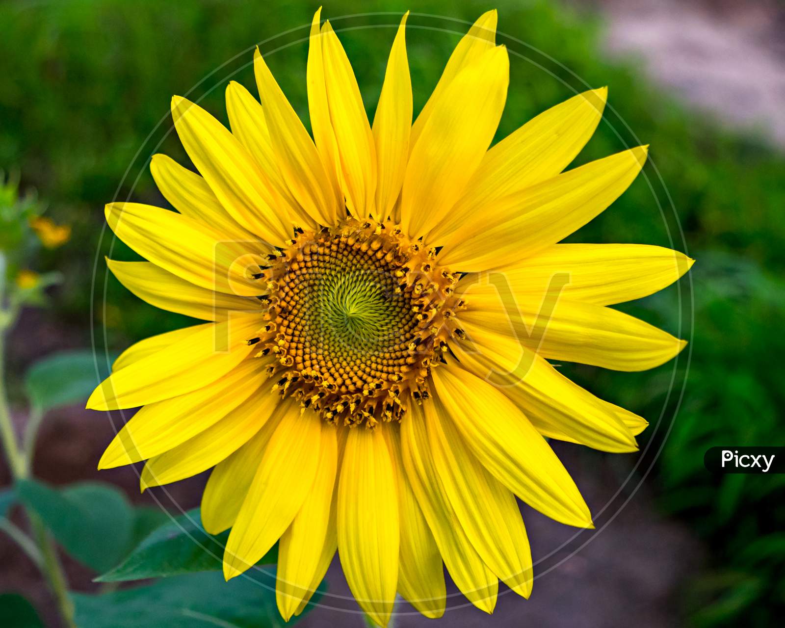 Selective Focus, Isolated Image Of A Sunflower Shinning In The Sunlight.