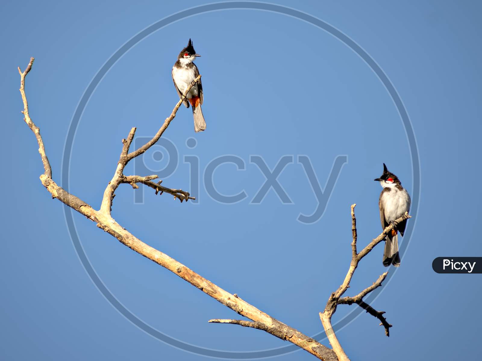 Two Red Vented Bulbul Sitting On Dry Tree Branch With Clear Blue Sky Background.