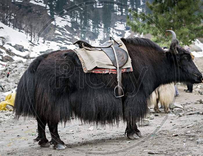 Yak Ready For Ride In Manali, Himachal Pradesh, India.