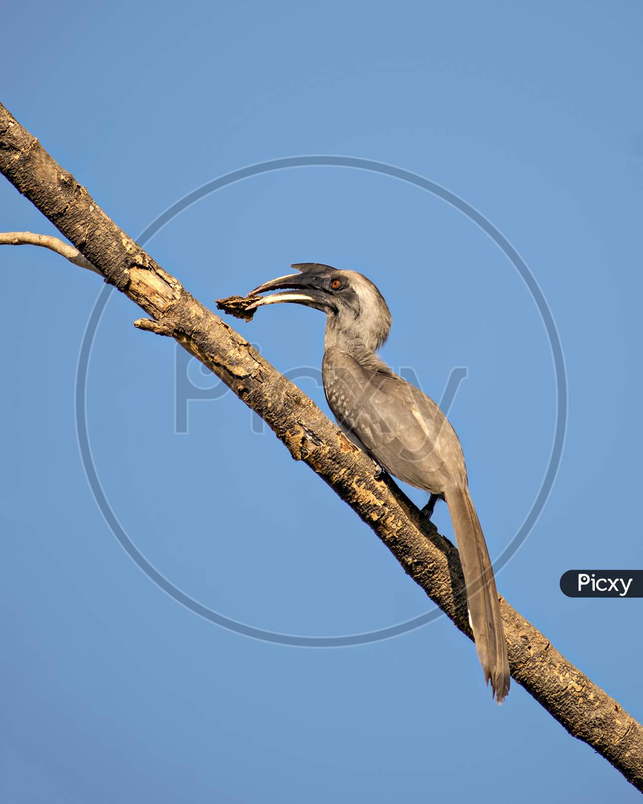 Close Up Image Of Indian Grey Hornbill With Food Sitting On A Dry Tree Branch .