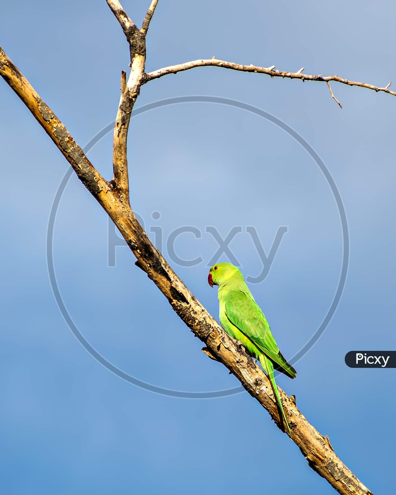Indian Ring-Necked Parakeet(Psittacula Krameri)Parrot Sitting On Dry Tree Branch.