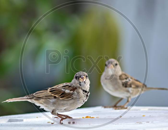 Isolated Image Of Two Female Sparrows On Wall With Clear Green Background.