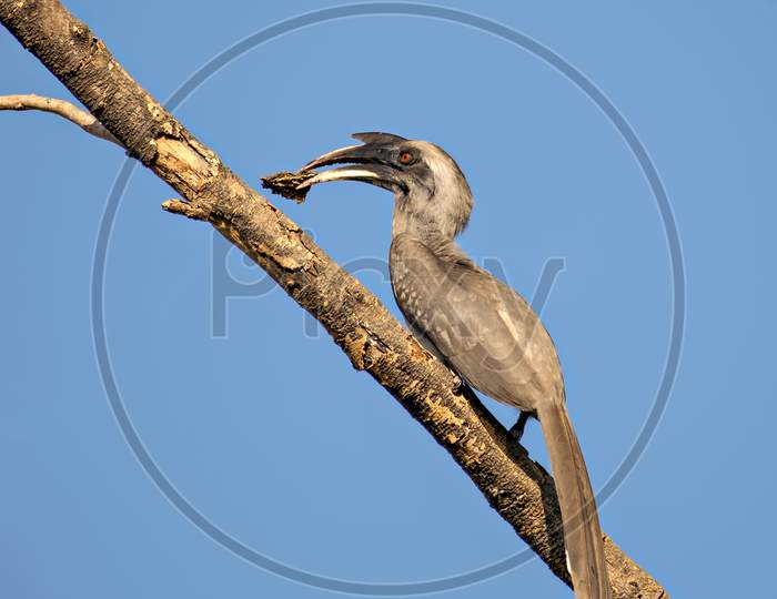Close Up Image Of Indian Grey Hornbill With Food Sitting On A Dry Tree Branch .