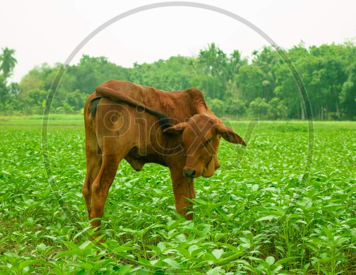 A Skinny Baby Cow Standing In Field Alone.