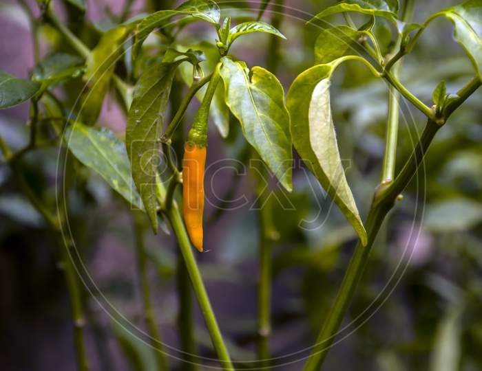 A chilli in the tree.