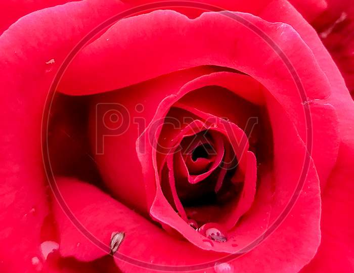 The gorgeous long stemmed red roses