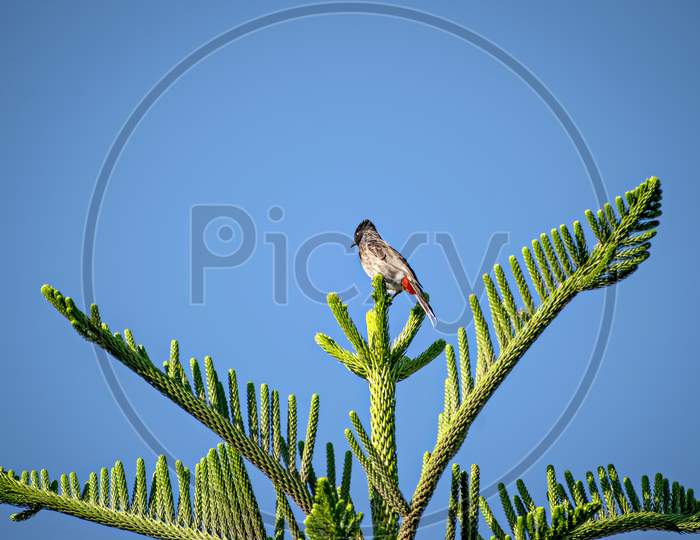 Red Vented Bulbul Sitting On Attractive Juniper Tree Branch Leaves.